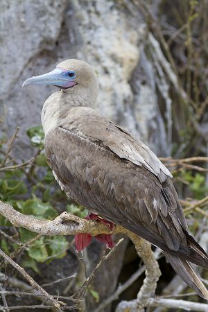 Genovesa Island, Galapagos 348.jpg